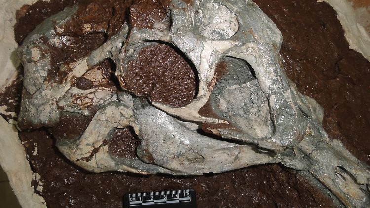 Die fossilien Überreste des Huanansaurus wurden in der chinesischen Stadt Ganzhou gefunden.
