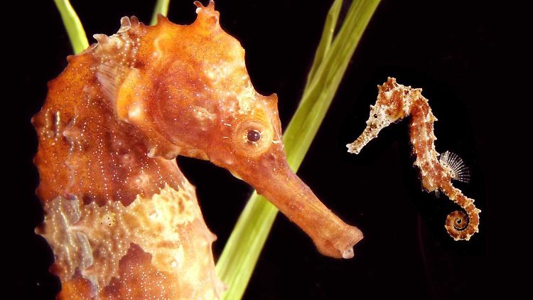 Der Schwanz des Seepferdchens ist ein mechanisches Wunderwerk - konstruiert von der Natur. 