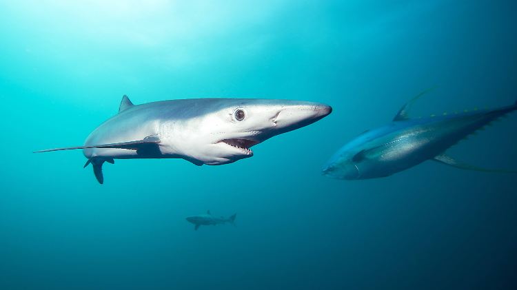 Stolzes Ergebnis des jüngsten Hai-Surveys: Mehr als 2800 Haie wurden von April bis Mai zwischen den Staaten Florida und Delaware von einem Forschungsboot aus gefangen, vermessen und mit Erkennungsmarken versehen.