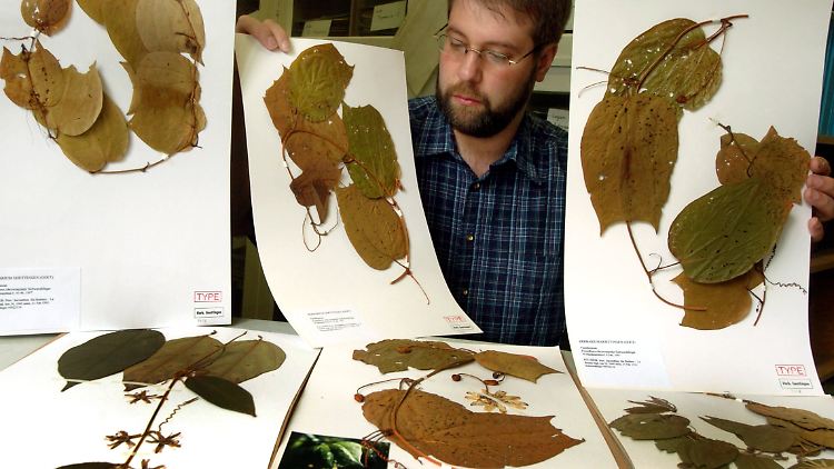 Das Herbarium der Universität Göttingen ist mit rund 750.000 Proben eine der größten Sammlungen in Deutschland. Die ältesten Stücke stammen aus der Zeit um 1750.