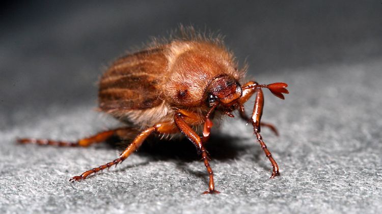 Völlig ungefährlich mit tolpatschigem Flugverhalten: der Junikäfer.
