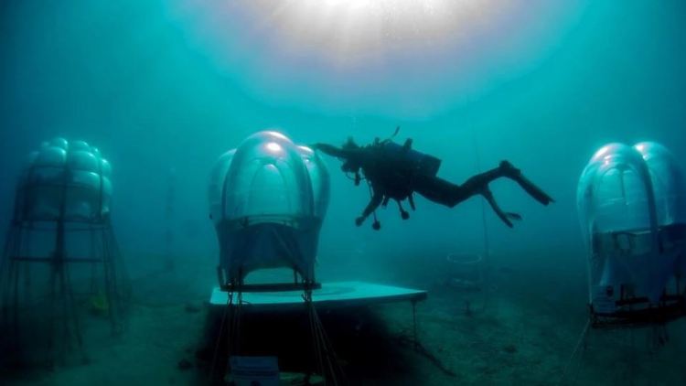 Der neue Ort des Gemüseanbaus: Plastikglocken im Meer, 100 Meter vor der Küste.
