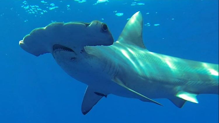 Ein Großer Hammerhai: Er wird um die fünf Meter lang.