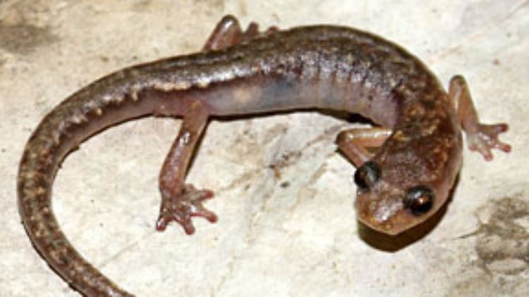 Seit seiner Entdeckung im Jahr 1941 war diese Salamander-Art niemandem mehr über den Weg gelaufen.