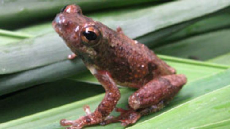 Hyperolius nimbae: 43 Jahre lang blieb dieser Frosch unentdeckt.