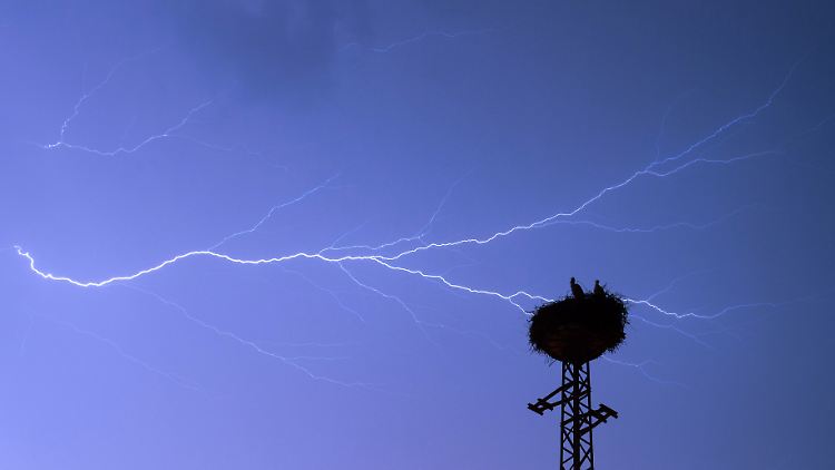 Auch Storchennester werden von Blitzen nicht verschont. Jedes Jahr kommen dadurch rund drei Prozent der Jungvögel ums Leben.