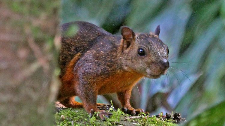 Bunthörnchen gehören zu den Einwanderertieren, die das einheimische Eichhörnchen verdrängen.