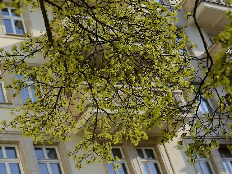 Bäume wie der Spitz-Ahorn verbreiten nun mal Pollen - Anwohner können daher in der Regel nicht verlangen, dass deswegen ein Straßenbaum gefällt wird.