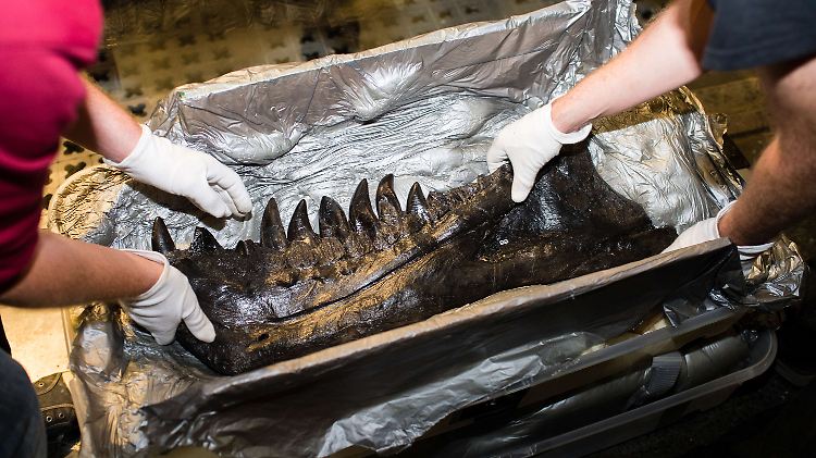 Ein Teil von Tristan Ottos Unterkiefer.