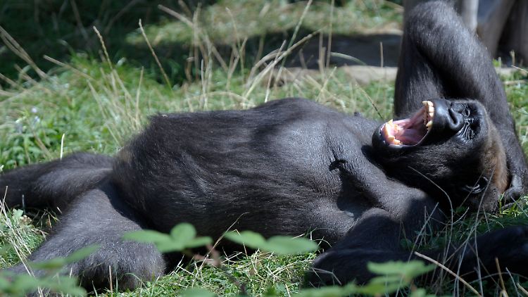 Gorillas gehören zu den Menschenaffen.