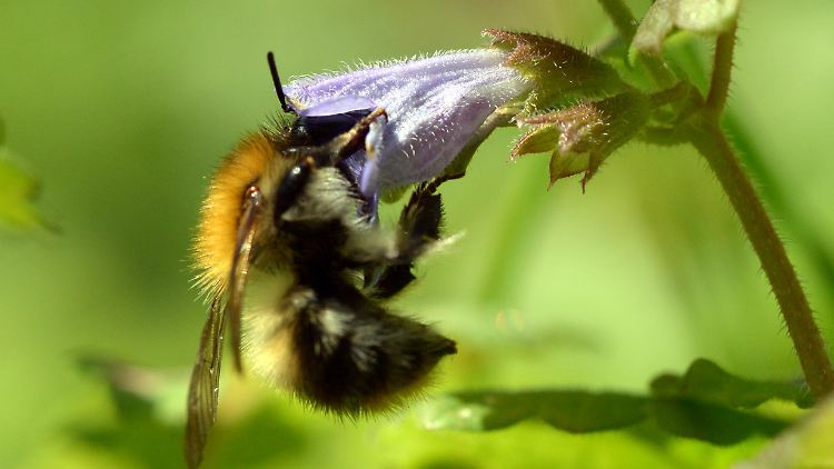 Sollten Bienen aussterben, droht die Ernte von Früchten um 23 Prozent zurückgehen - es könnten 1,4 Millionen Menschen jährlich an den Folgen sterben.