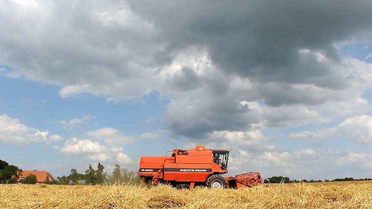 Bei Steinkimmen in Niedersachsen wird die Ernte eingefahren. Aber die dunklen Wolken drohen vom Himmel.