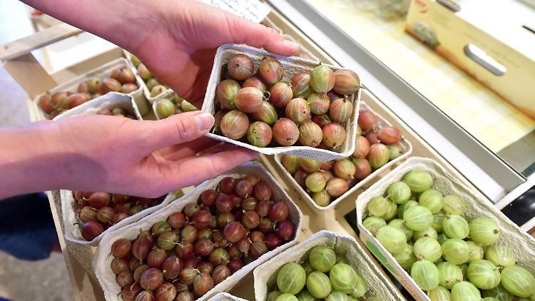 Auf Bauernmärkten oder in Hofläden wie hier in Flehingen (Baden-Württemberg) hat man die Chance, vollreife Stachelbeeren zu bekommen.