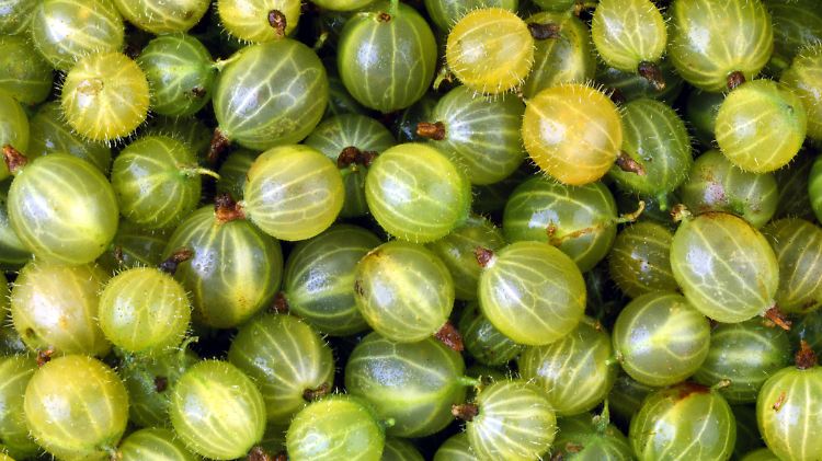 Stachelbeeren haben gar keine Stacheln: Die Früchte haben Haare oder Borsten, die Zweige Dornen.