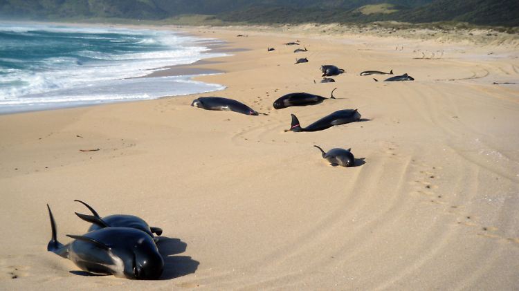 Ein trauriges Bild: 80 Grindwale sind an einen entlegenen Strand im Norden Neuseelands gestrandet.