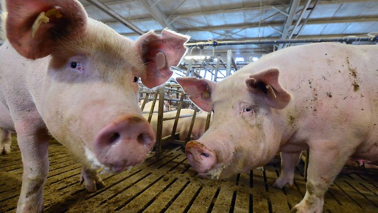 In Deutschland läuft die Übertragung des Hepatitis-E-Erregers über den Verzehr von kontaminiertem Schweine- und Wildfleisch.