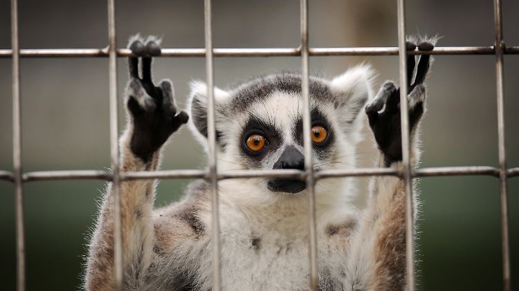 Eine Analyse des Bundeslandwirtschaftsministeriums soll klären, wie viele Wildtiere in Deutschland privat gehalten werden.