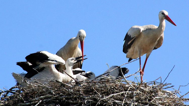 Storchexperten rechnen 2015 mit einem schwachen Geburtenjahrgang.