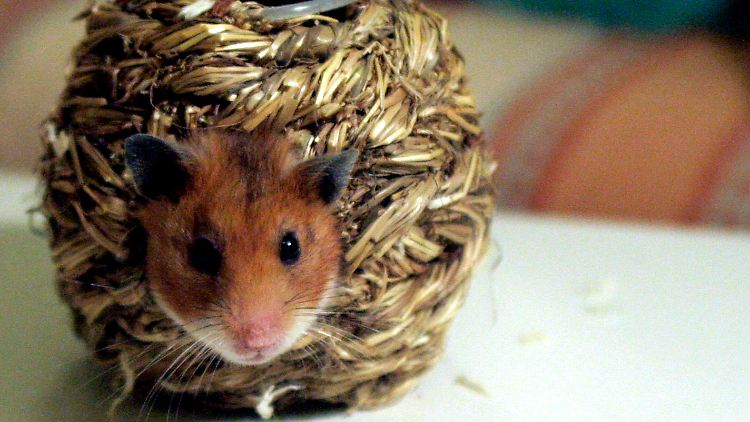 Zunächst wurden Goldhamster vor allem als Versuchstiere genutzt, heute zählen sie auch zu den beliebtesten Haustieren. 