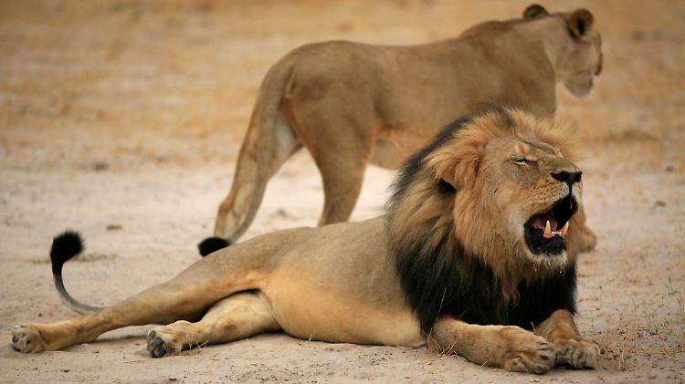 Wegen seiner schwarzen Mähne war Cecil weitbekannt.