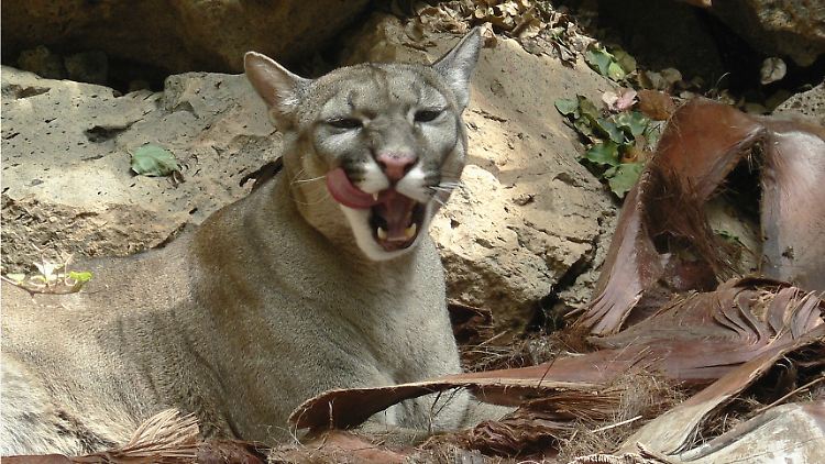 Ein Puma im Jungle Park von Arona. 