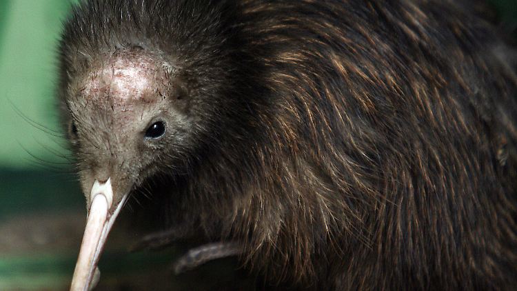 Der flugunfähige Kiwi ist Neuseelands Nationalvogel und vom Aussterben bedroht. 