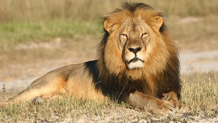 Der Forscher David Macdonald beobachtete auch Cecil.