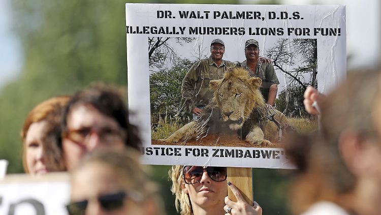 In Bloomington im US-Bundesstaat Minnesota protestieren Menschen gegen den dort lebenden Jäger, der Cecil erschossen hat.