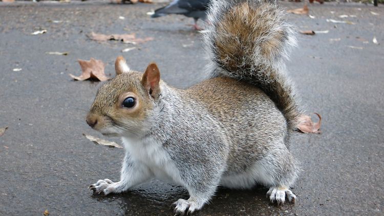 Grauhhörnchen sind größer und robuster als Eichhörnchen.