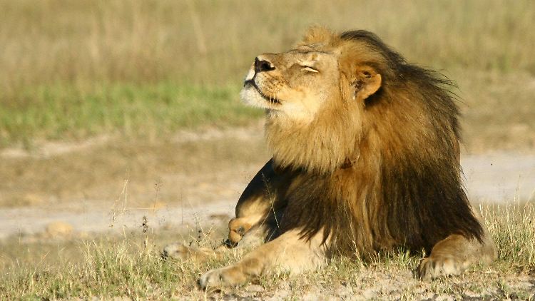 Der Tod des Löwen Cecil sorgt mittlerweile für scharfer Kritik an der Großwildjagd weltweit.