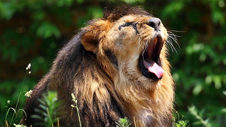 Auch Elefanten und Leoparden dürfen in Simbabwe nun nicht mehr ohne Genehmigung geschossen werden.