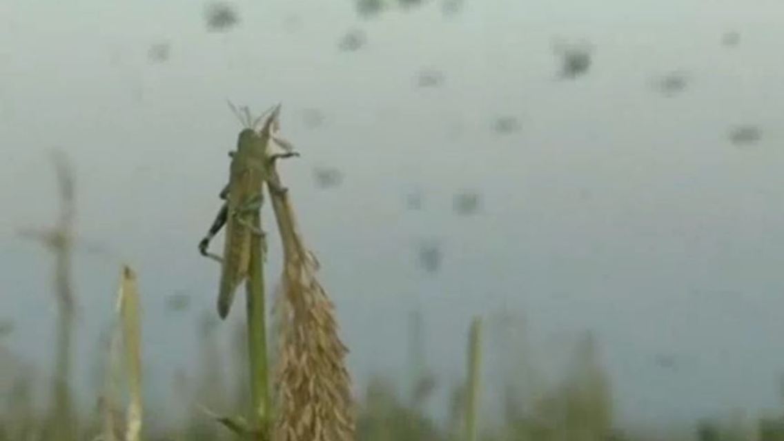 heuschrecken.JPG