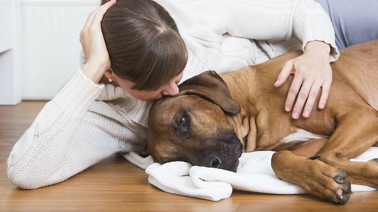 Hundehalter verwöhnen ihre Tiere mit Streicheleinheiten, doch nicht jeder Hund mag die auch.