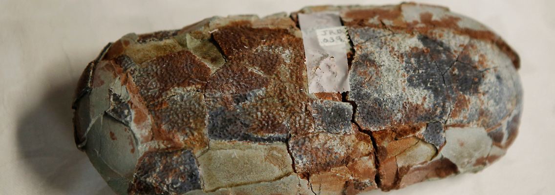 Ein beschlagnahmtes Dinosaurier-Ei einer Razzia im vergangenen Jahr.