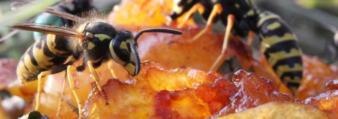 Zwei Wespen sitzen auf einer Mirabelle. «Man kann durchaus sagen, dass wir überall in Deutschland sehr viele Wespen haben», berichtet Julian Heiermann vom Naturschutzbund Nabu. Foto: Daniel Karmann/Archiv