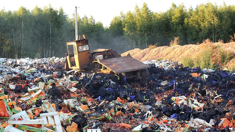 Mit einem Bulldozer werden in der Nähe von Smolensk Tomaten auf einer Deponie plattgewalzt.