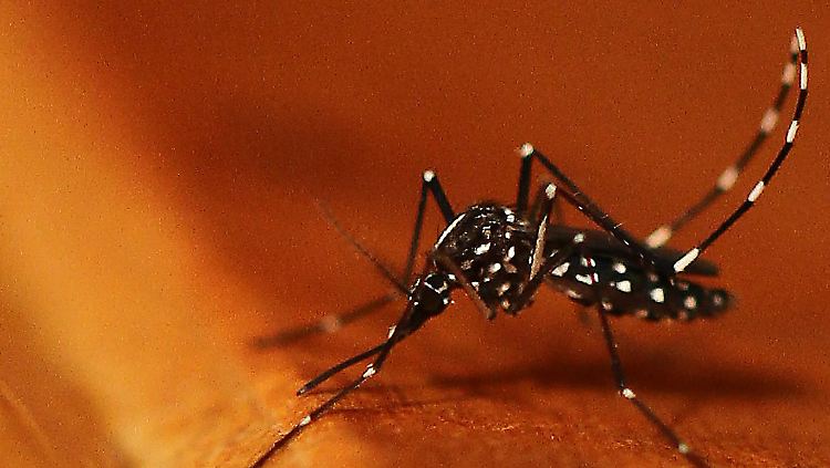 Die asiatische Tigermücke Aedes albopictus überträgt den Chikungunya-Virus.