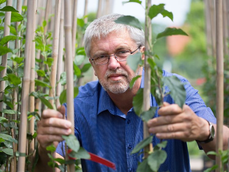 Der Agrarwissenschaftler Werner Dierend in einem Gewächshaus an einem Baum, der Hybriden aus Apfel und Birne austrägt. Er will marktfähige Apfel-Birnen Hybriden züchten.