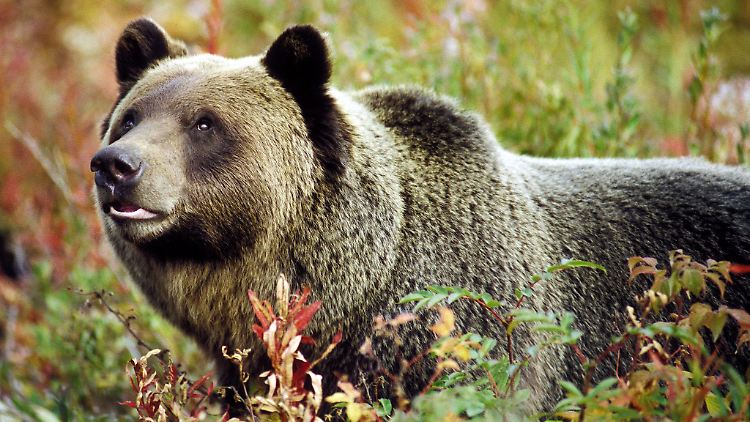 Vom Teddy-Gesicht sollte sich Mensch nicht täuschen lassen: Grizzlybären verfügen über immense Kraft.