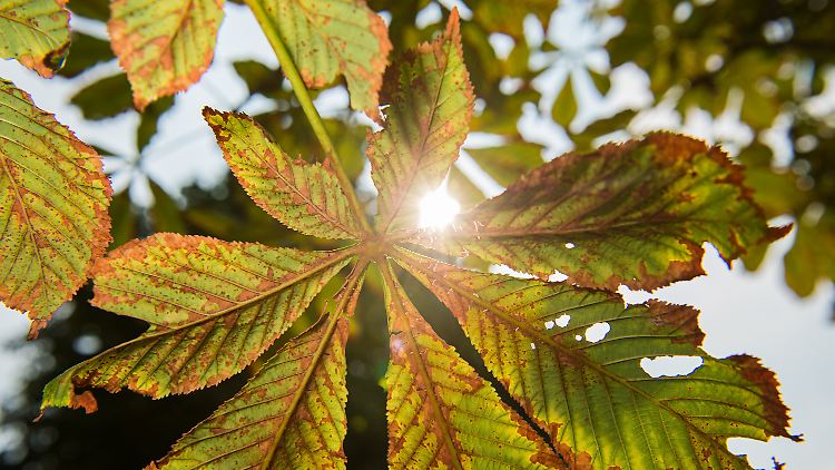 Fraßschäden am Blatt: Bäume schreien nicht.