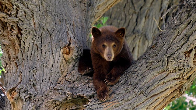 Ein junger Schwarzbär.
