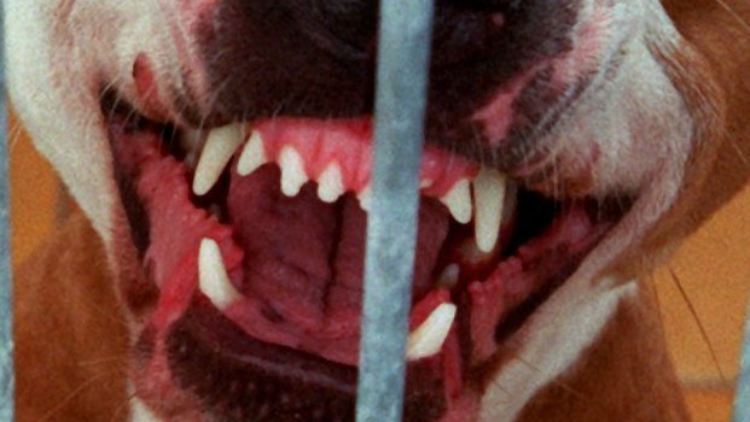 Aggressive Hunde müssen angeleint werden, sonst droht den Haltern eine Ordnungsstrafe.