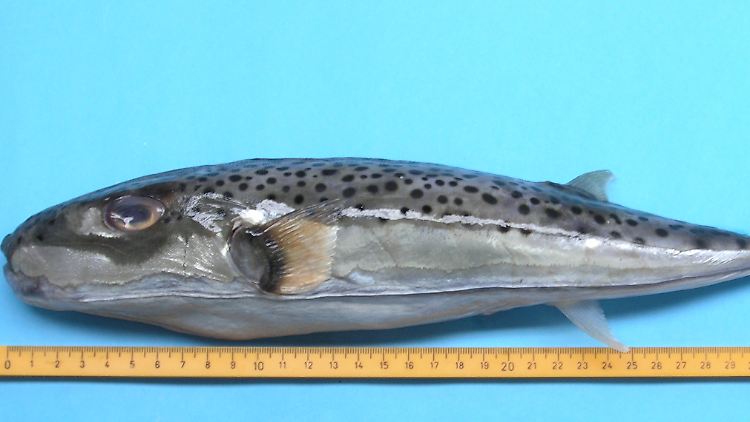 Der Hasenkopf-Kugelfisch (L. sceleratus) ist ein guter Schwimmer. Er bläst deshalb seinen Bauch nicht so häufig auf und der Ballon wird nicht so rund wie bei anderen Kugelfisch-Arten.