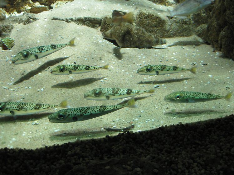 Schnell breitete der Kugelfisch sich im östlichen Mittelmeer aus. Forscher sprechen von "Invasion" und "Plage"