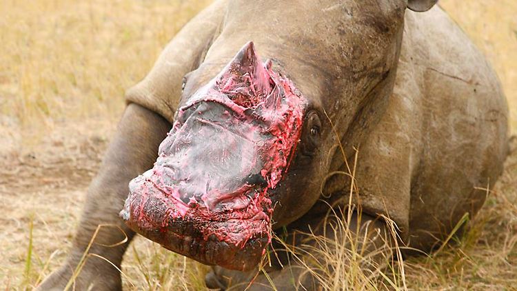 Ob die Elefantenhaut das Nashorn retten kann, wird sich in wenigen Wochen zeigen.