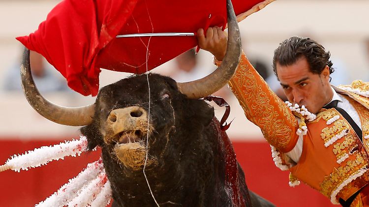 Jedes Jahr werden über 40.000 Stiere allein in Spaniens Kampfarenen abgeschlachtet.