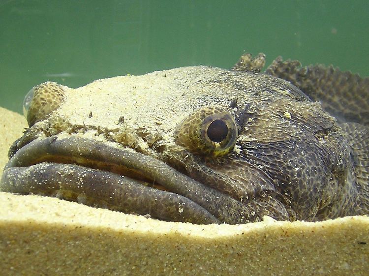 Krötenfische vernehmen nicht nur Artgenossen, sondern auch Feinde oder Beute akustisch.