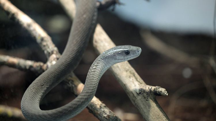 Die schwarze Mamba gehört zu den weltweit giftigsten Schlangenarten.