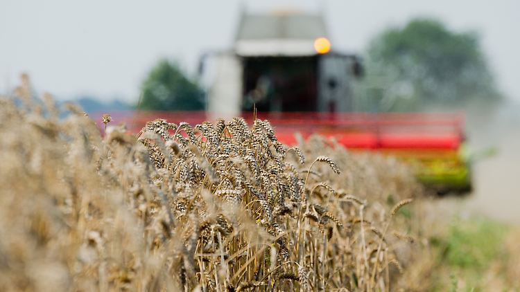 40 bis 50 Prozent Einbußen mussten die Bauern in manchen Teilen Deutschlands hinnehmen.