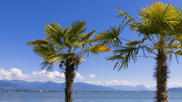 Palmen an der Promenade in Lindau am Bodensee.